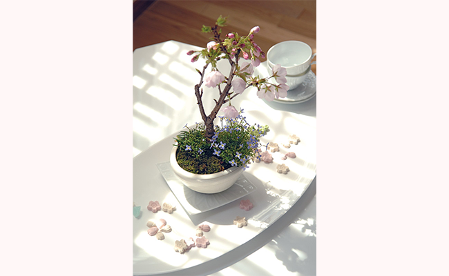 「山田香織の手のひらで楽しむ桜のお花見盆栽づくり」イベントレポートの画像