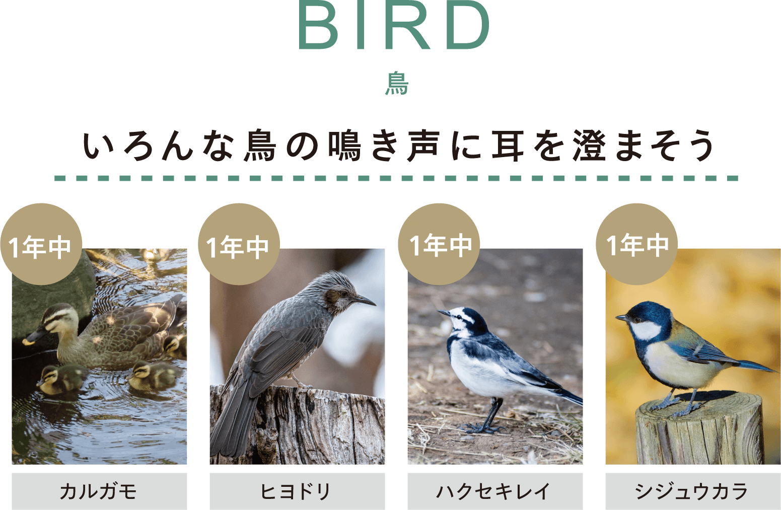 BIRD 鳥