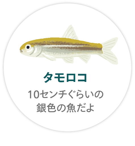 「タモロコ」７10センチぐらいの銀色の魚だよ