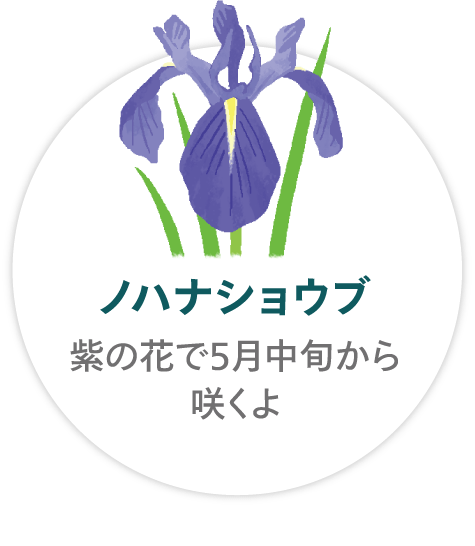 「ノハナショウブ」紫の花で5月中旬から咲くよ