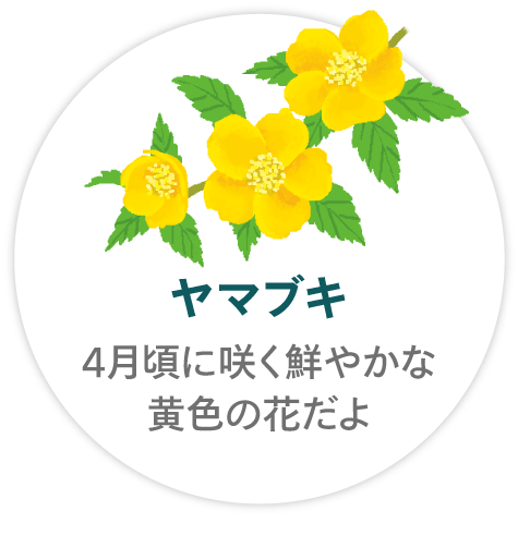 「ヤマブキ」4月頃に咲く鮮やかな黄色の花だよ