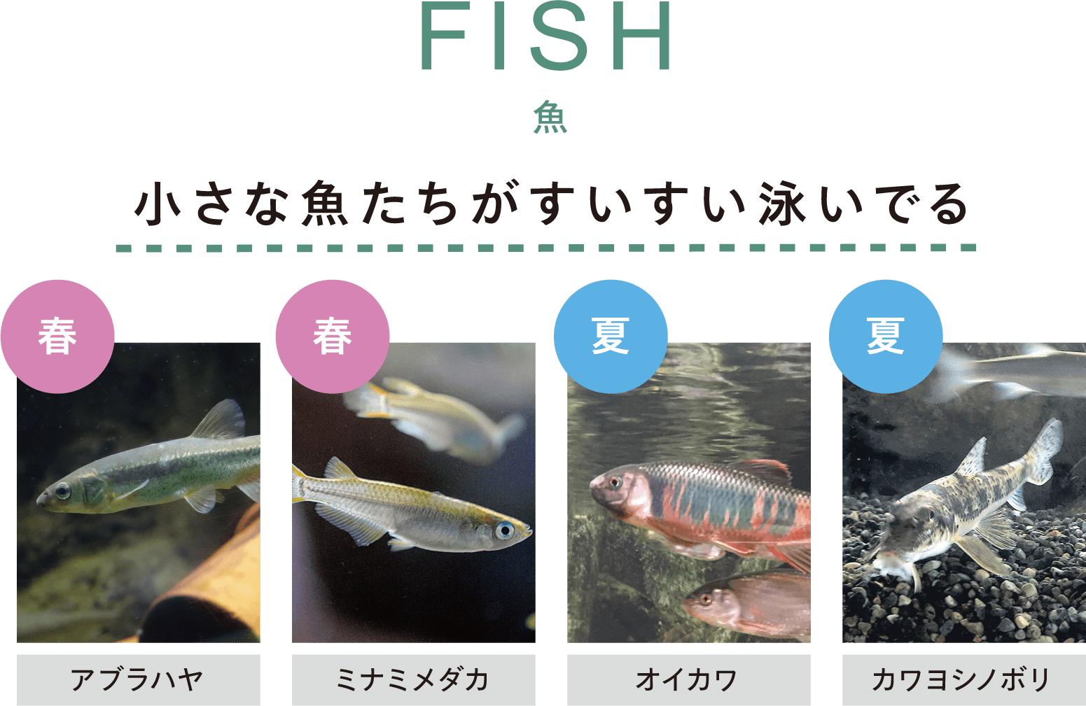 FISH 魚