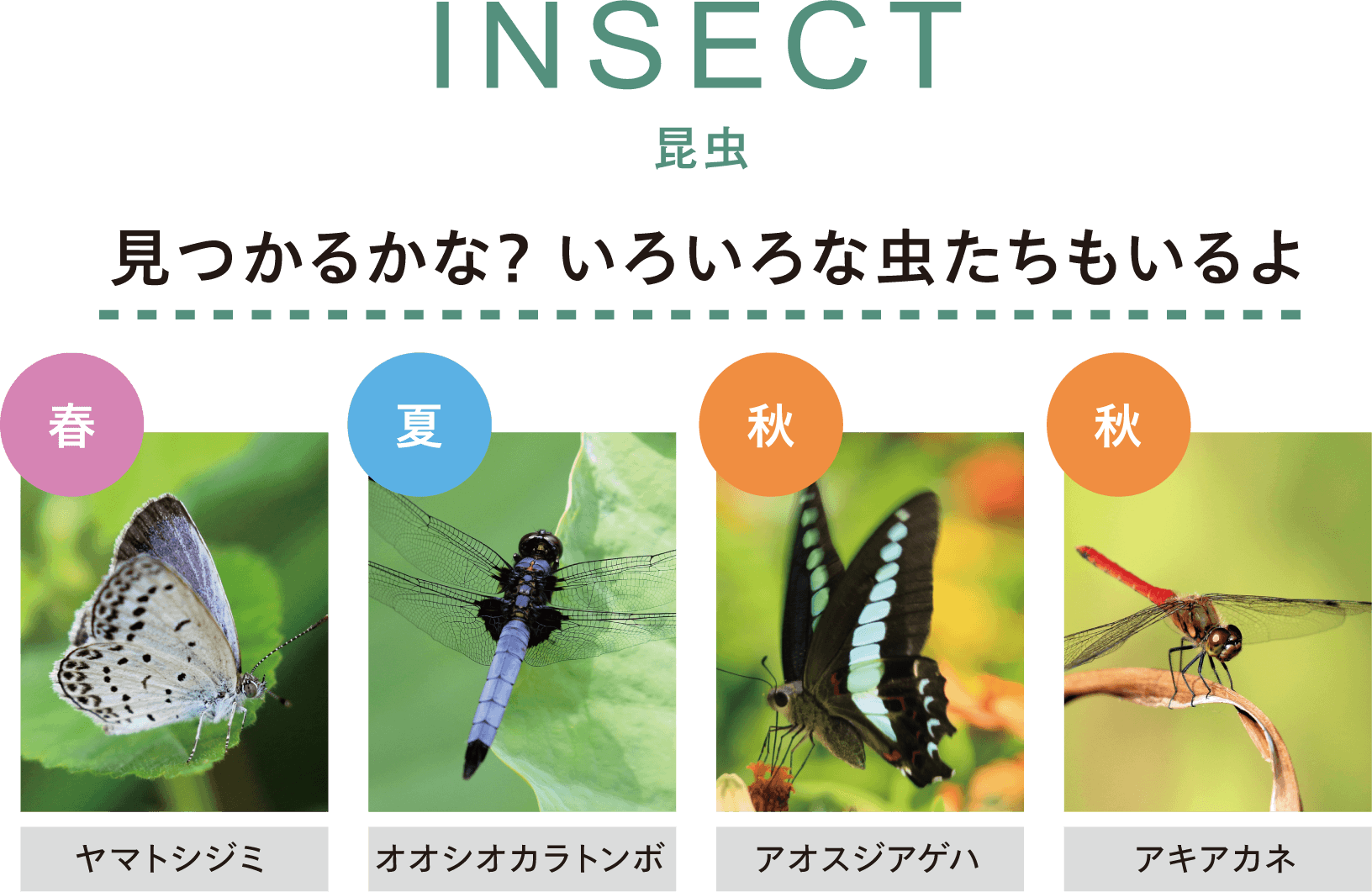 INSECT 昆虫