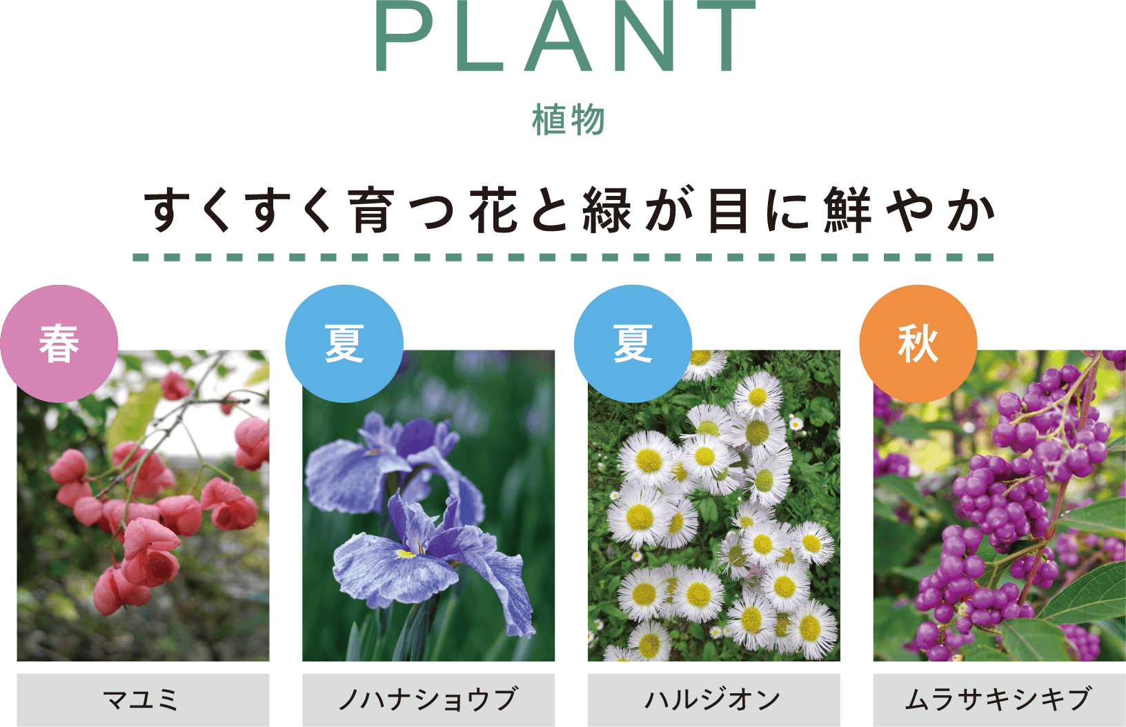 PLANT 植物