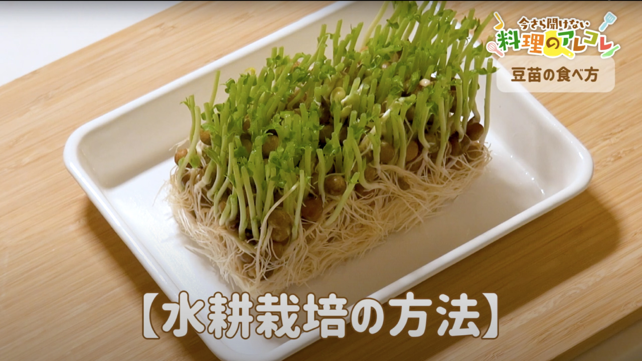 豆苗の食べ方。下ごしらえの方法と育て方、美味しいレシピをご紹介