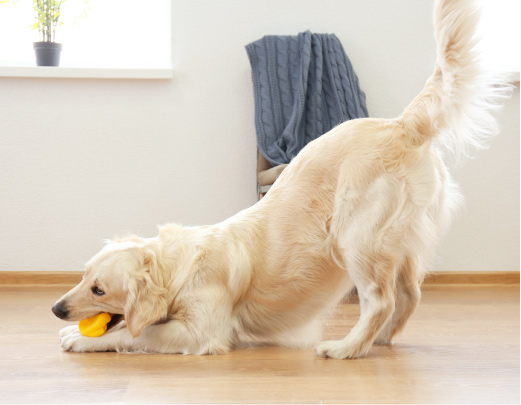フロアコーティングボールで遊ぶ犬
