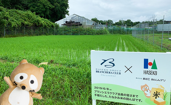 まぼろしのお米『たなかみ米』～稲の成長レポート 2019～の画像