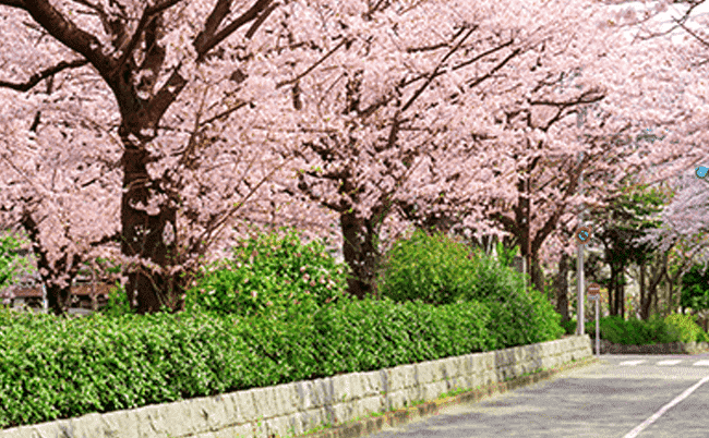 【西台・高島平】整備された穏やかな緑道を歩くの画像