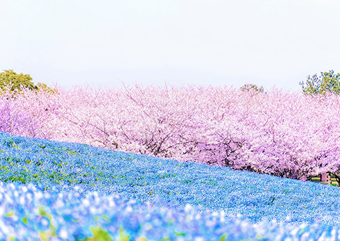 国営海の中道海浜公園
