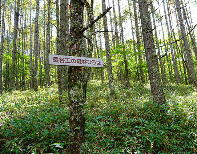 Footpath leading to an open field within Haseko no Mori