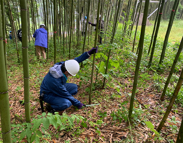 Cutting bamboo