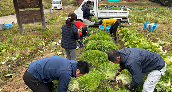 Harvesting vegetables