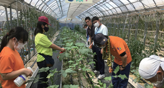 At work on Funabashi Farm
