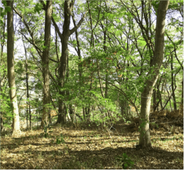 さとやまの森の再生