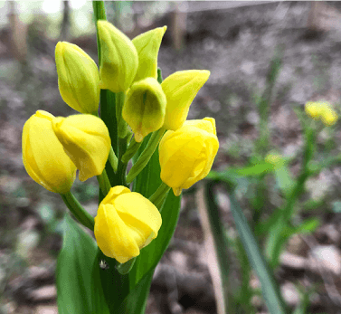 さとやまの森の再生