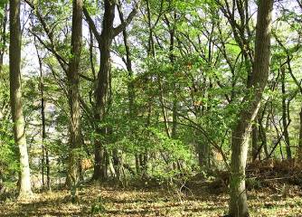 さとやまの森の再生