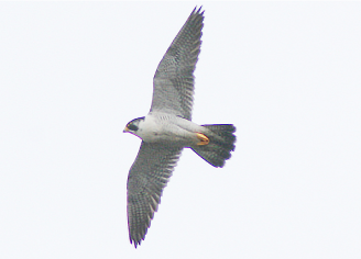 いきものを敷地に呼び込む環境づくり