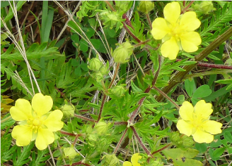 武庫川河川敷きで見られる稀少植物・カワラサイコの保全