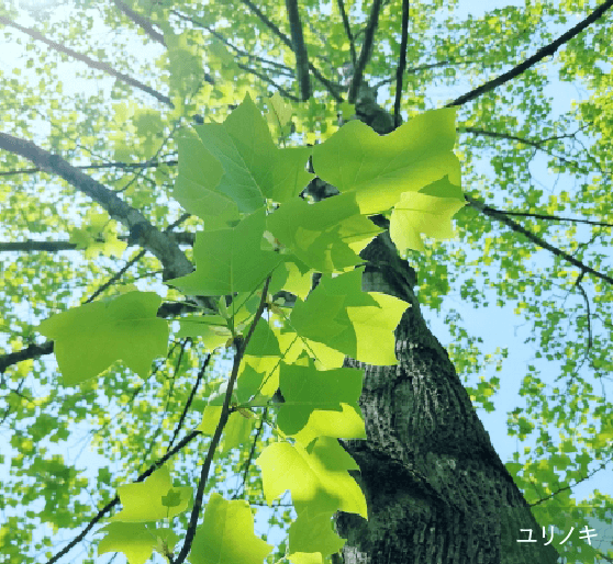 10ｍを超える2本の既存樹木のユリノキをシンボルツリーとして保全