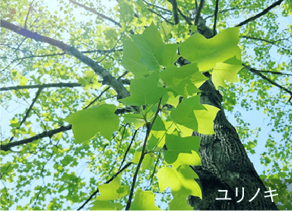 10ｍを超える2本の既存樹木のユリノキをシンボルツリーとして保全