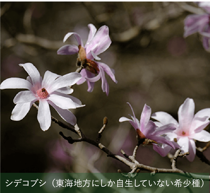 シデコブシ（東海地方にしか自生していない希少種）