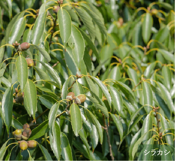 シラカシ