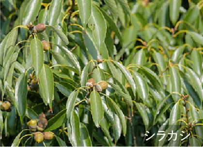 シラカシ