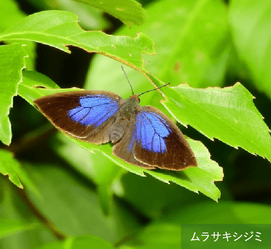 ムラサキシジミが好むシラカシやヒサカキなどを植栽しています。