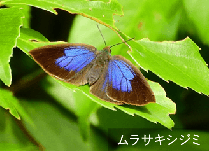 ムラサキシジミが好むシラカシやヒサカキなどを植栽しています。