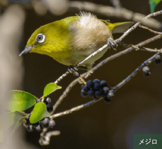 隣接する公園からメジロやコゲラの飛来が期待できます。