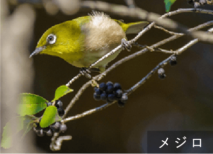 隣接する公園からメジロやコゲラの飛来が期待できます。