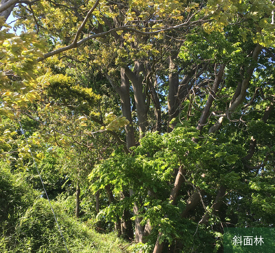 戸塚に残る「谷戸（やと）の景観再生」