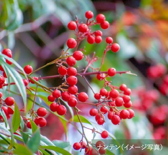 花や実のなる植物を多く導入