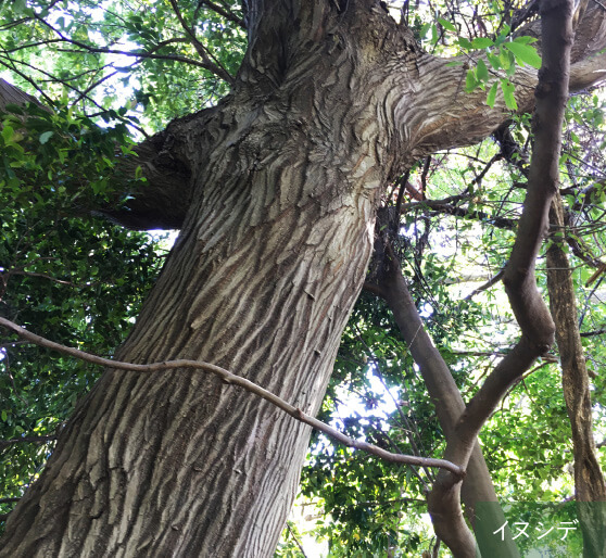 敷地内の斜面林に育つ薪炭林（しんたんりん）の面影を残すイヌシデ