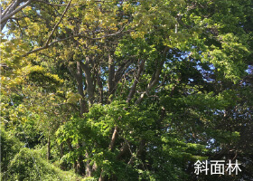 戸塚に残る「谷戸（やと）の景観再生」