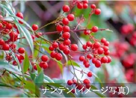 花や実のなる植物を多く導入