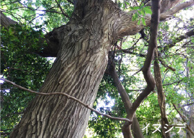 敷地内の斜面林に育つ薪炭林（しんたんりん）の面影を残すイヌシデ