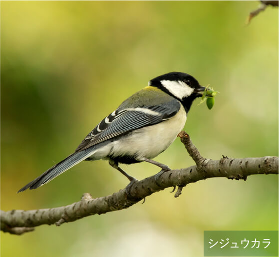 シジュウカラ