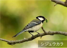 シジュウカラ