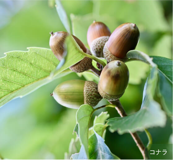 コナラ