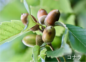 コナラ
