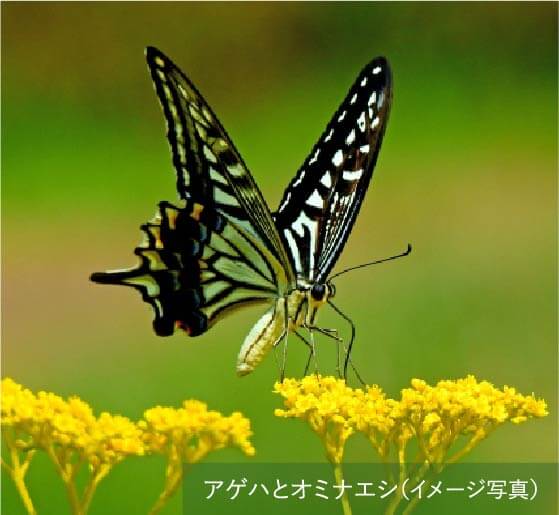 花の蜜、木の実を求めてチョウや鳥が訪れる生息環境づくり