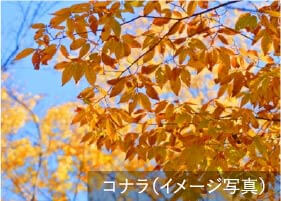 敷地から眺める生駒の山々との連続性