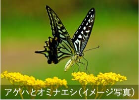 花の蜜、木の実を求めてチョウや鳥が訪れる生息環境づくり