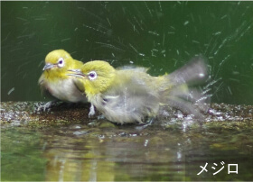 メジロ