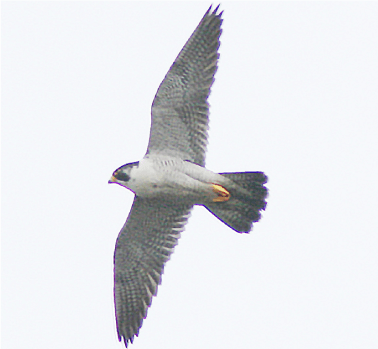 いきものを敷地に呼び込む環境づくり