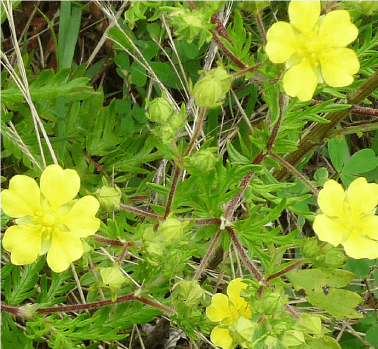武庫川河川敷きで見られる稀少植物・カワラサイコの保全