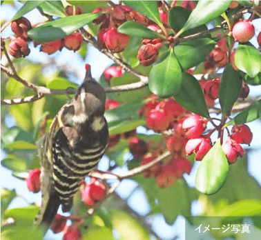 マンション敷地内の「湘南の森ゾーン」