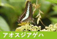 アオスジアゲハ