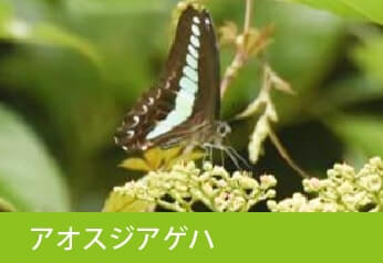 アオスジアゲハ